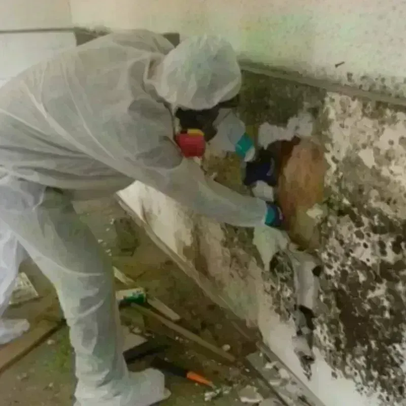 Mold Remediation and Removal in Edgerton, MN